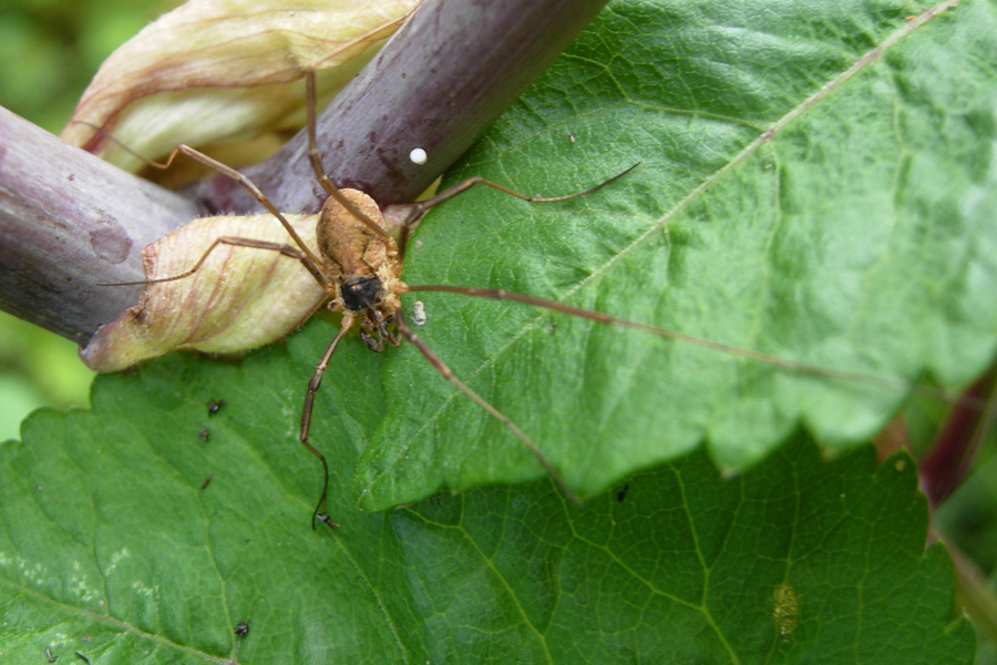 Opiliones emiliane e trentine da 2007 (M.morio)